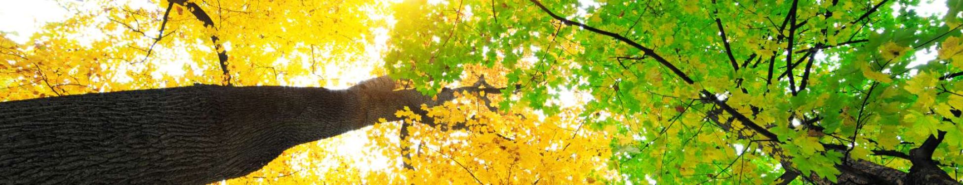 Rama de árbol con hojas amarillas de otoño