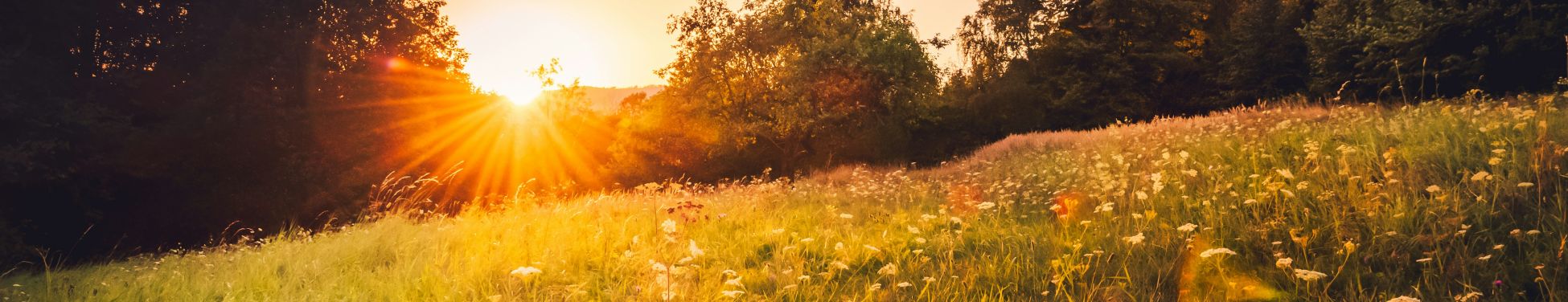 Pareja caminando por un campo al atardecer