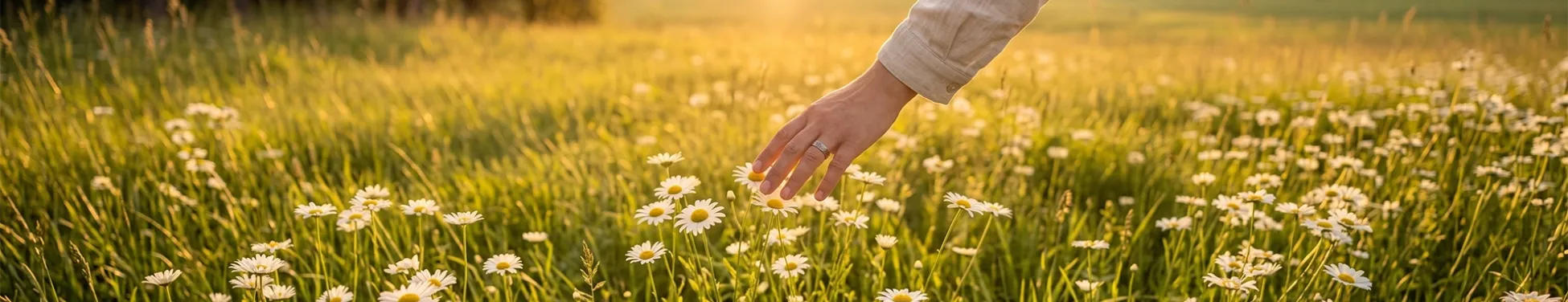 Mano rozando flores blancas en un campo iluminado por la luz cálida del atardecer.